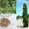 Miniaturbild: Mast Tree Seeds (Polyalthia Longifolia)