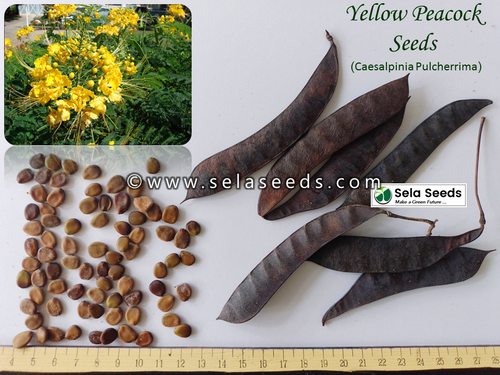 chia seeds plant harvest Chia Seeds – Grow Mexican Chia – SurvivalGardenSeeds main image 0