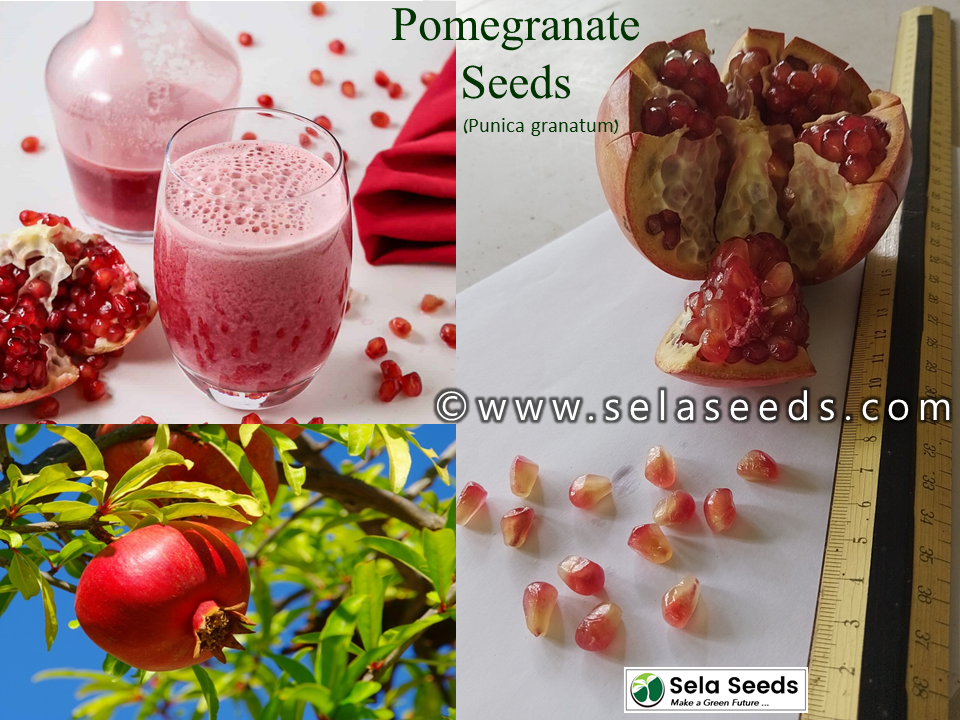 Miniaturbild: Pomegranates seeds (Punica granatum) oraganic fresh seeds