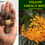 Miniaturbild: Yellow saraca, yellow ashoka  (Saraca thaipingensis) rara seeds , 100% FRESH