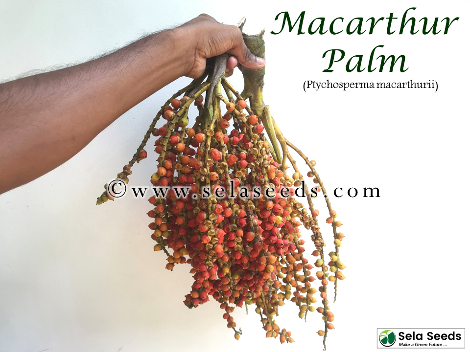 Miniature : Macarthur Palm Seeds (Ptychosperma macarthurii)  100% Fresh