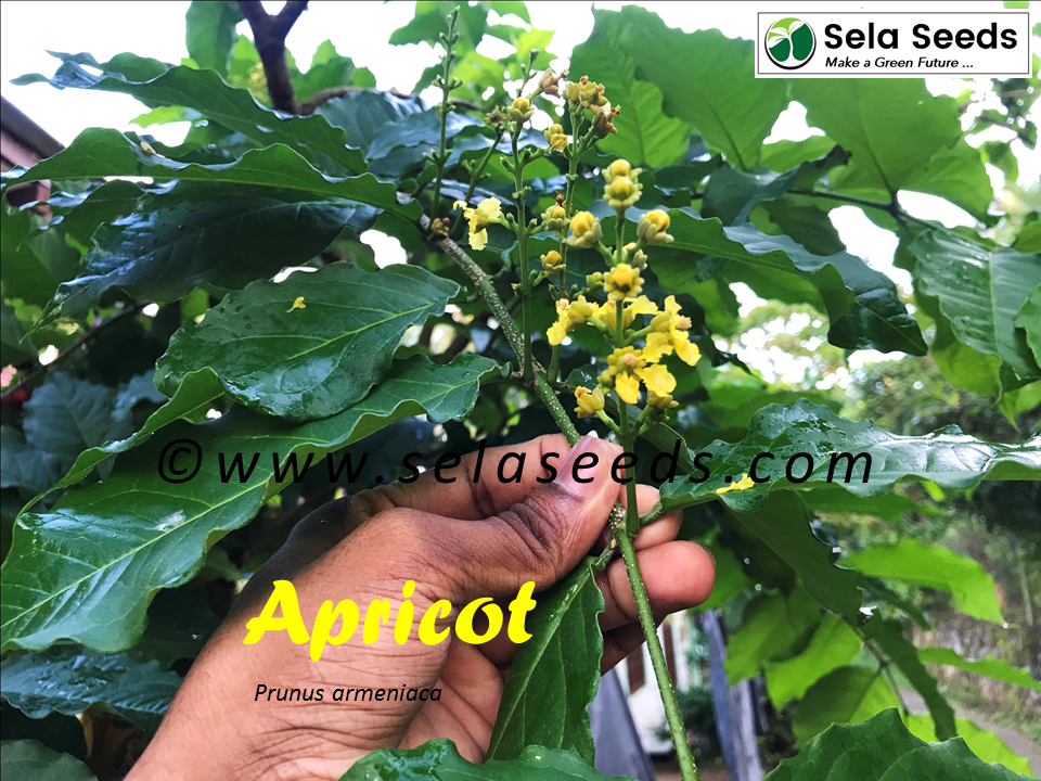 Thumbnail: Abrikozenzaden (Prunus armeniaca) biologische kruiden fruitzaden