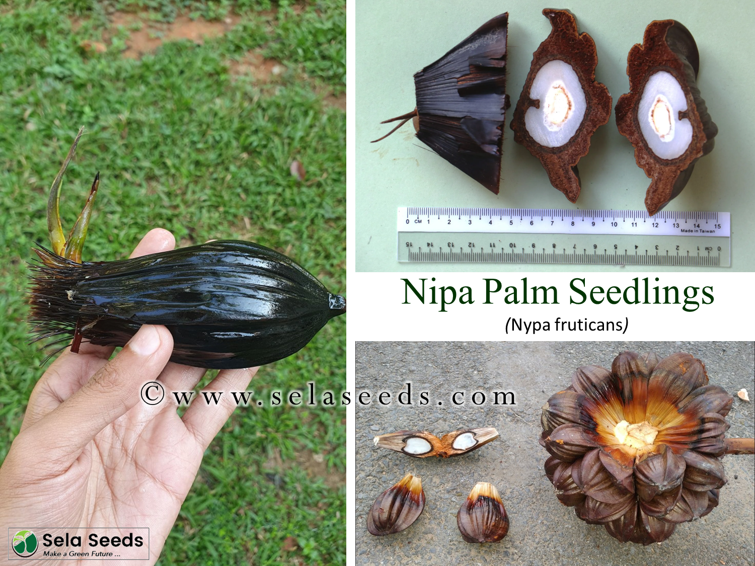 Nipa palm seedlings (Nypa fruticans) mangrove palm