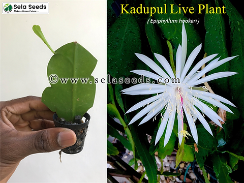 Kadupul Live Plant (Epiphyllum hookeri) rare flowering plant Queen of the  Night | Sela Seeds