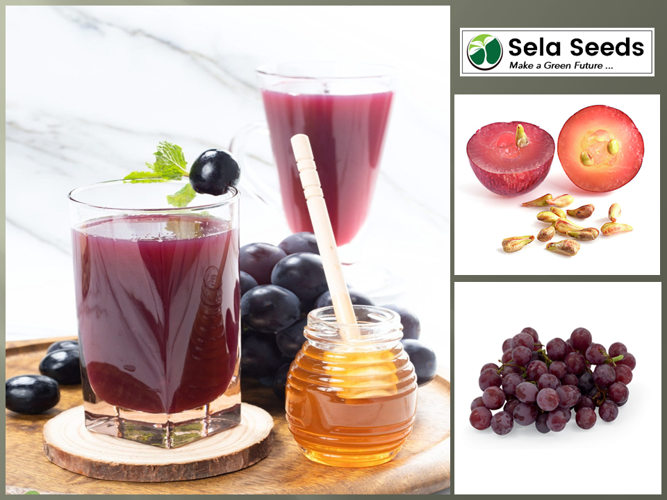 Grapes Seeds "vitis amurensis" organic seeds
