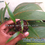 Miniatura: Thief Palm plants ,stevensonia palm (Phoenicophorium borsigianum) potted plants