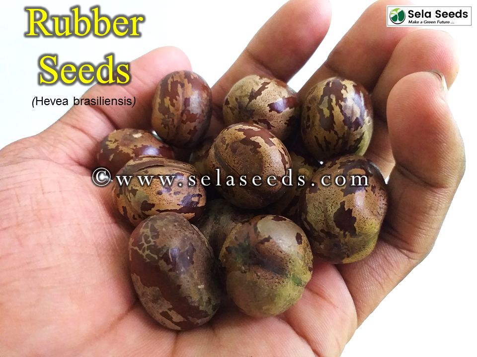 Miniatura: Rubber tree seeds (Hevea brasiliensis) for planting, fresh seeds