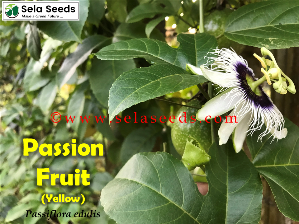Miniature : Yellow passionfruit (Passiflora edulis) 100% fresh organic fruit