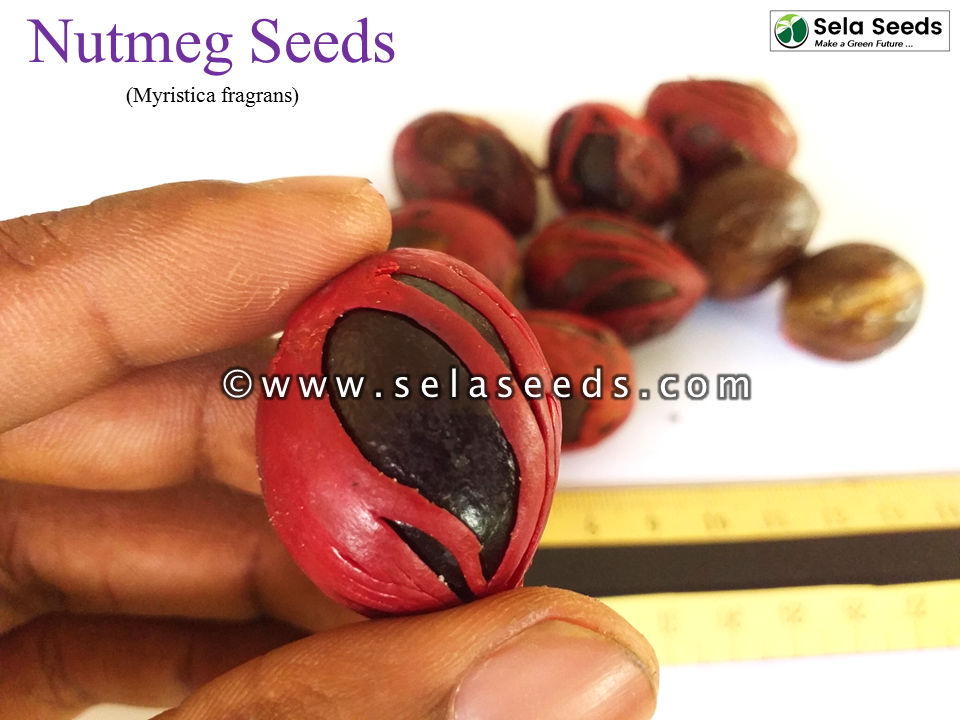 Thumbnail: Nutmeg seeds for planting  (Myristica fragrans) Rare herbal, spice 100% organic