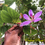 Thumbnail: Purple Bauhinia Seeds (Bauhinia purpurea)  orchid tree, butterfly tree, sela seeds