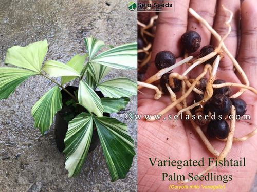 Caryota mitis variegata seedlings - Variegated fishtail palm