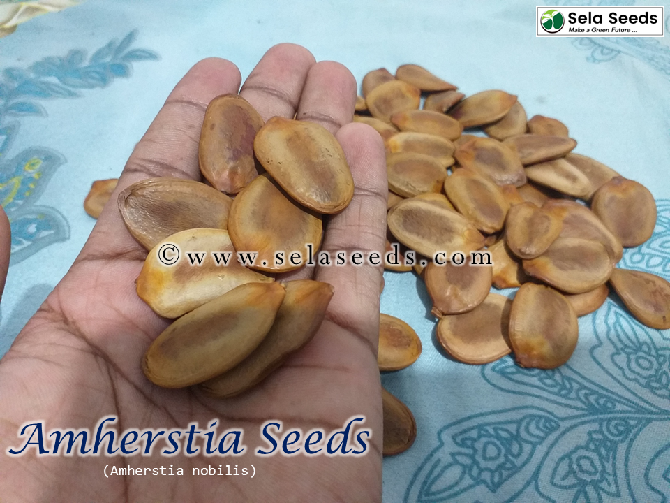 Thumbnail: Amherstia nobilis seeds, Pride of Burma, Orchid Tree  Seeds