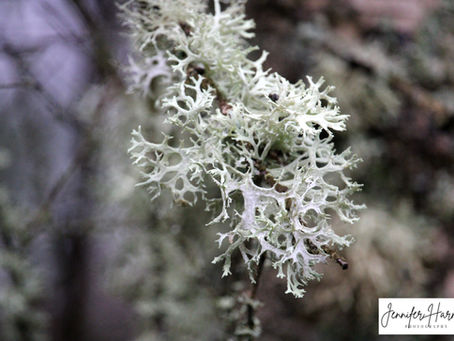 Liking the Lichen!
