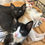 Thumbnail: Mr. Darcy - Distemper Vaccine - $25.00