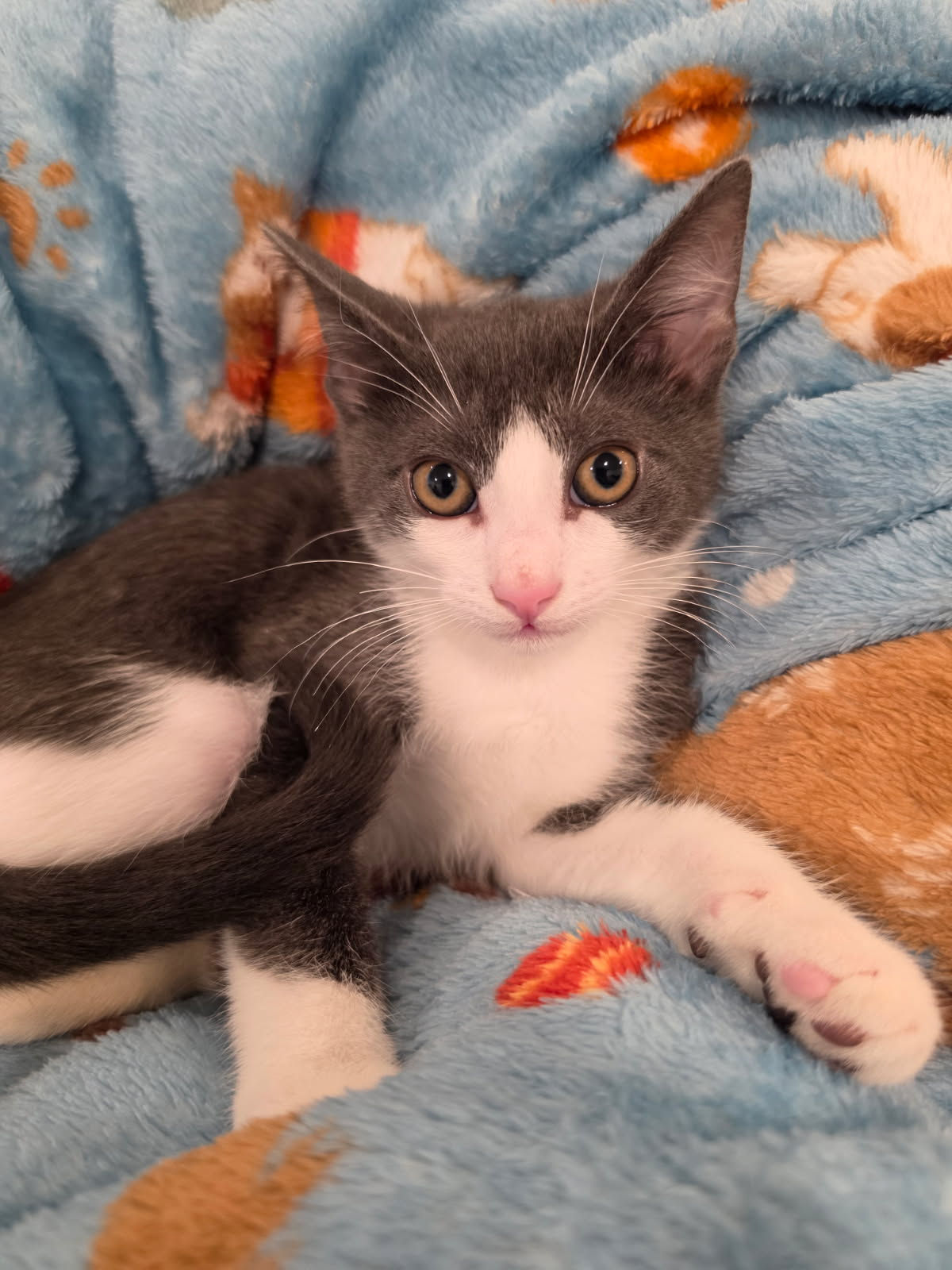Gary  -  Distemper Vaccine - $25.00