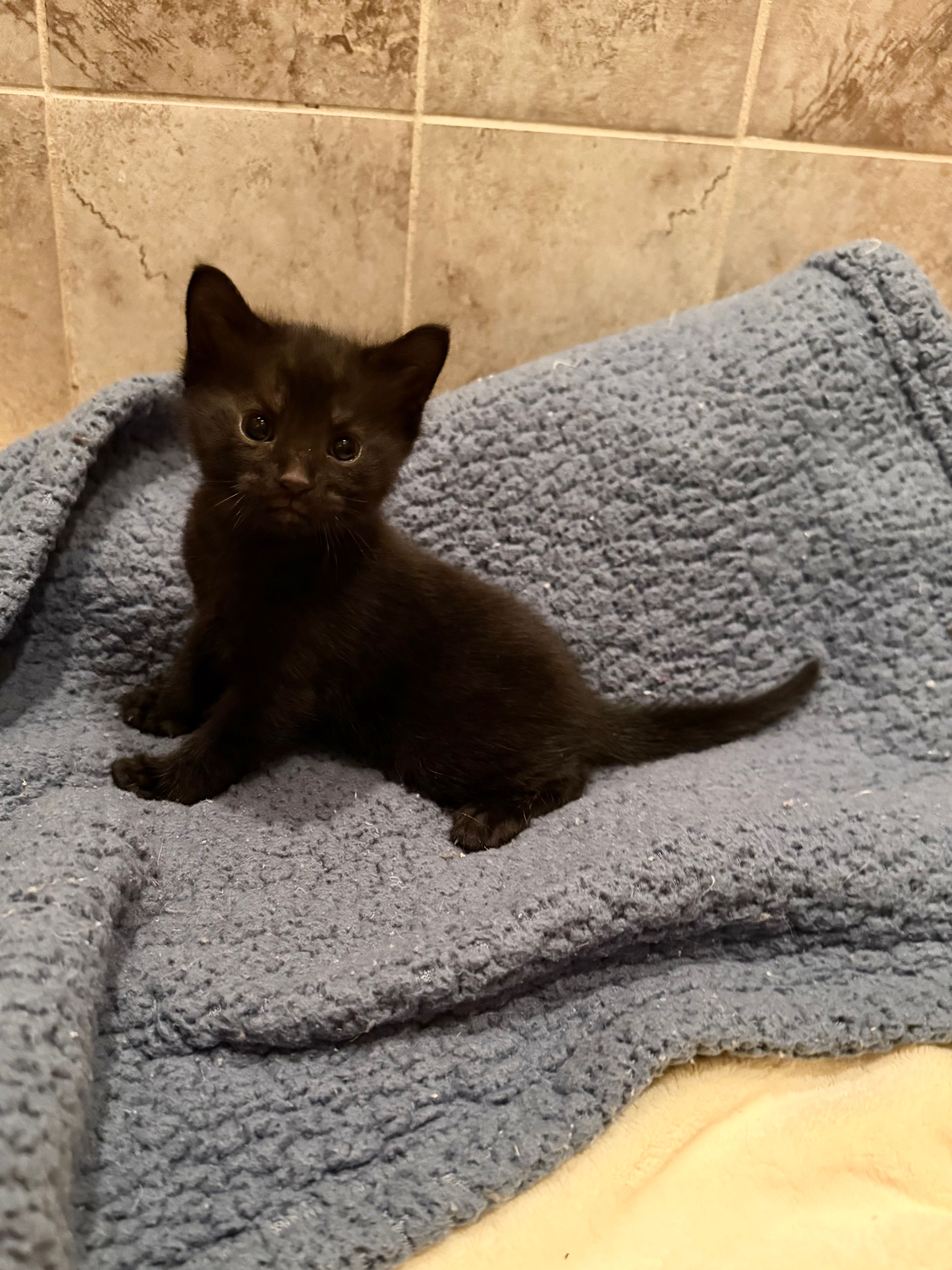 Reeses - SNAP Test - $30.00