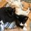 Thumbnail: Mr. Darcy - Distemper Vaccine - $25.00