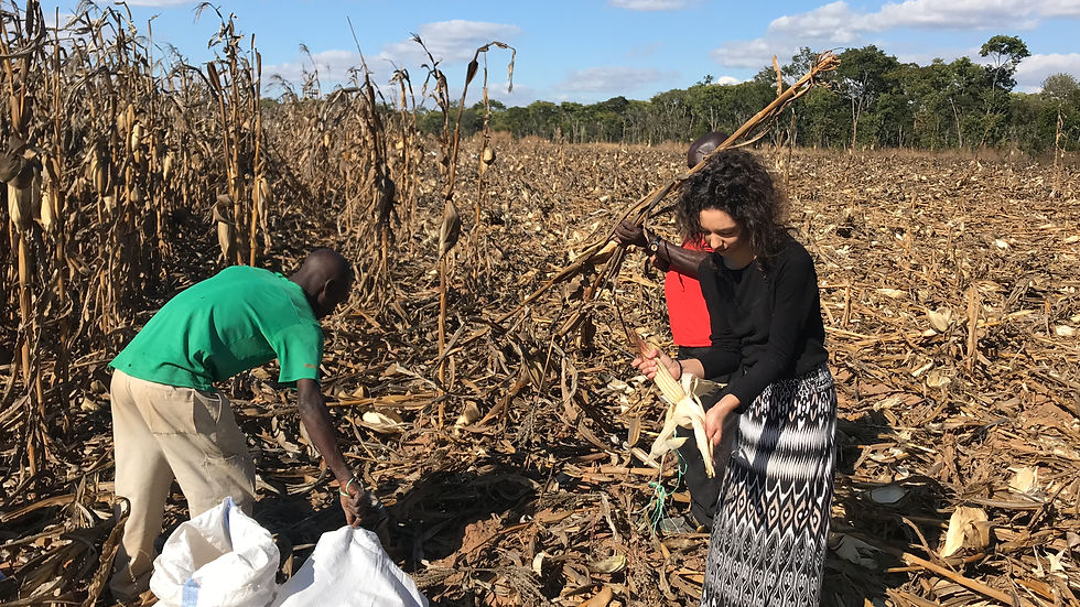 Harvesting Maize