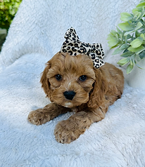 Cockapoo Puppy