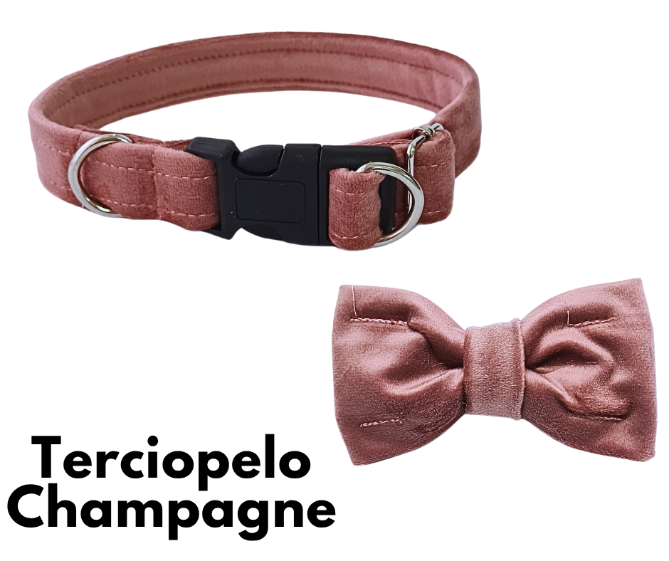 Collar con doble hebilla. Terciopelo Champagne