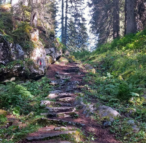 Steiniger Waldweg bei Retreats und Singkreisen von WALDATEM