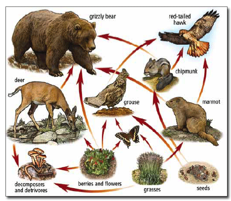 foodweb4