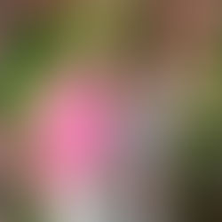 Summer Style at The Breast Cancer Ireland 'A Touch of Pink Lunch