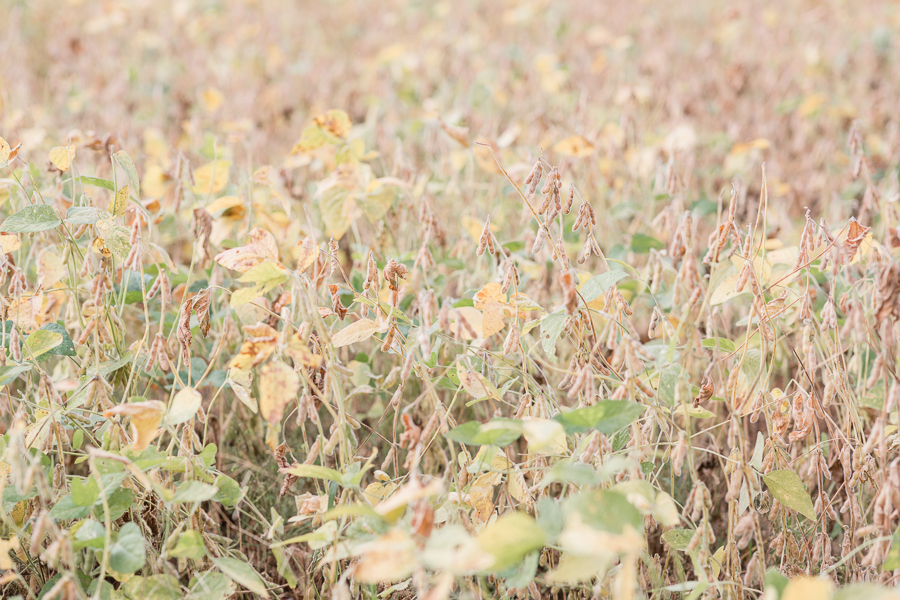 Richmond Virginia Wedding Photographer Virginia Affordable Wedding Photographer