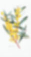 Wattle_edited_edited.jpg