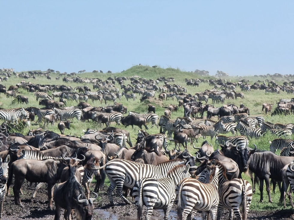 great migration, zebras