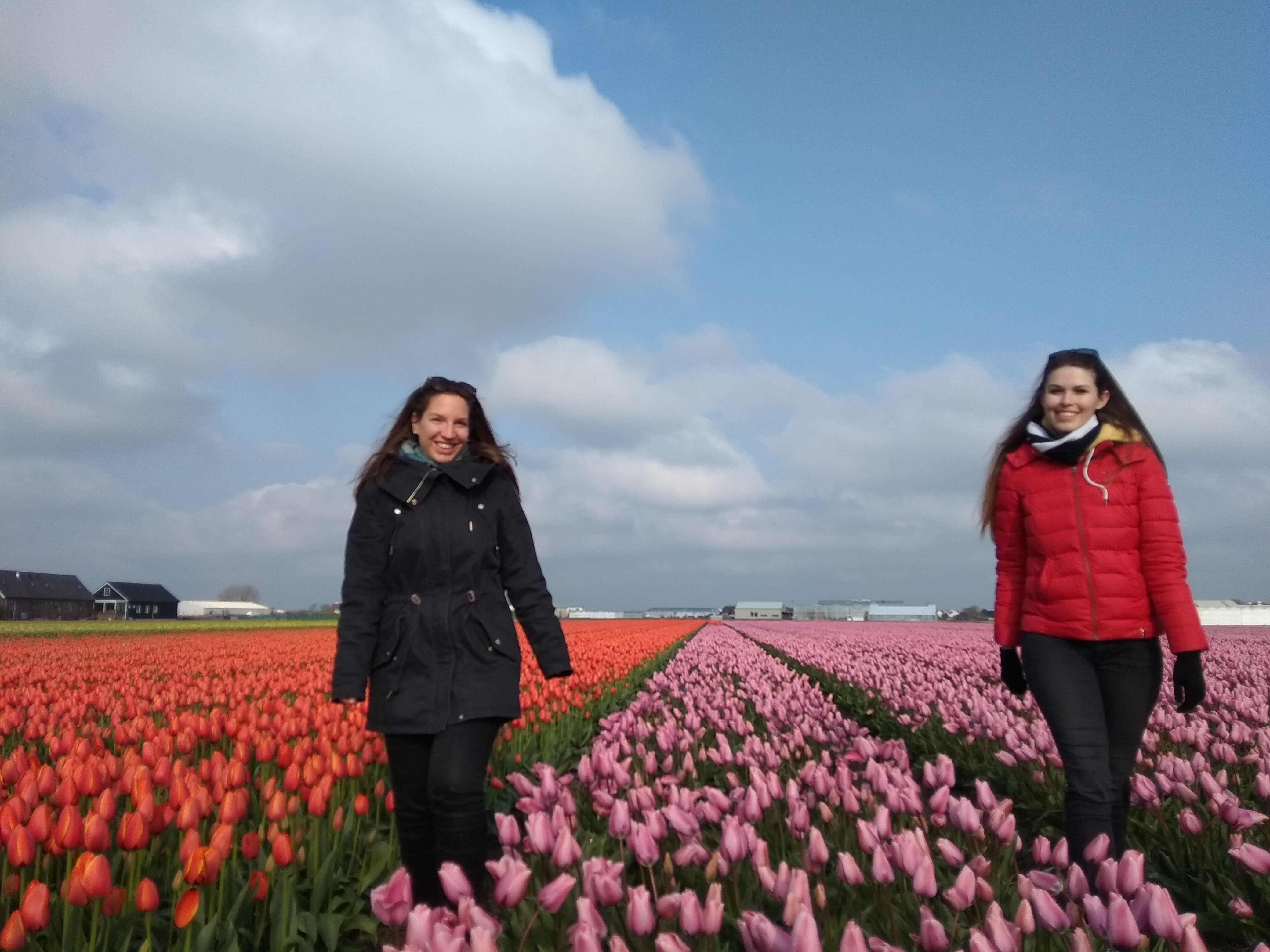 Hollandia - tulipánok, Amszterdam