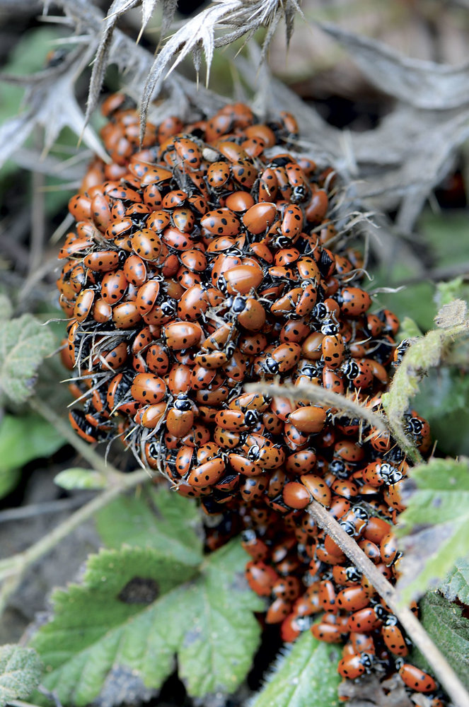 Green Snow Insects CRITTER SPOTLIGHT: UNDER THE SNOW