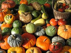 Courges et citrouilles