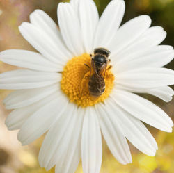 Daisy Bee