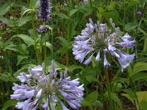 Planting partners