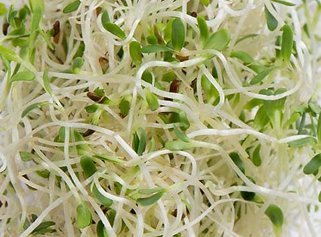 FC_INGREDIENTS_INSET_ALFALFA.jpeg
