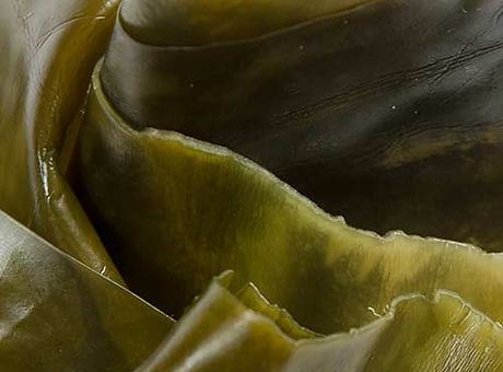 FC_INGREDIENTS_INSET_KELP.jpeg