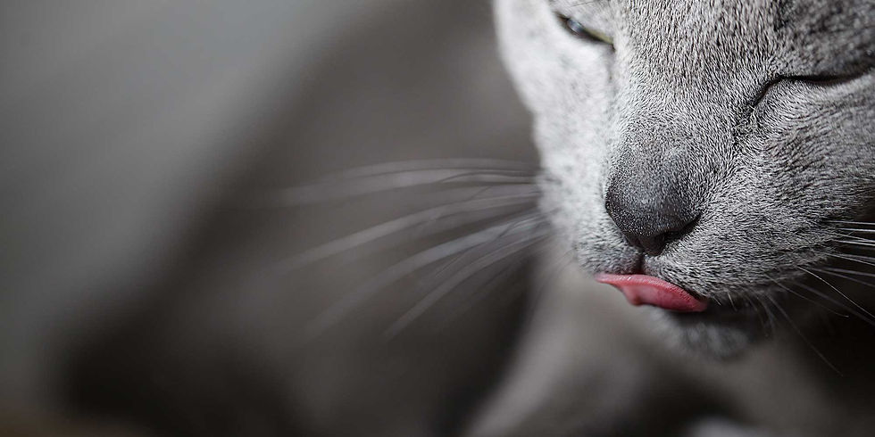 APPROACH_CAT_1_Palatabillity.jpeg