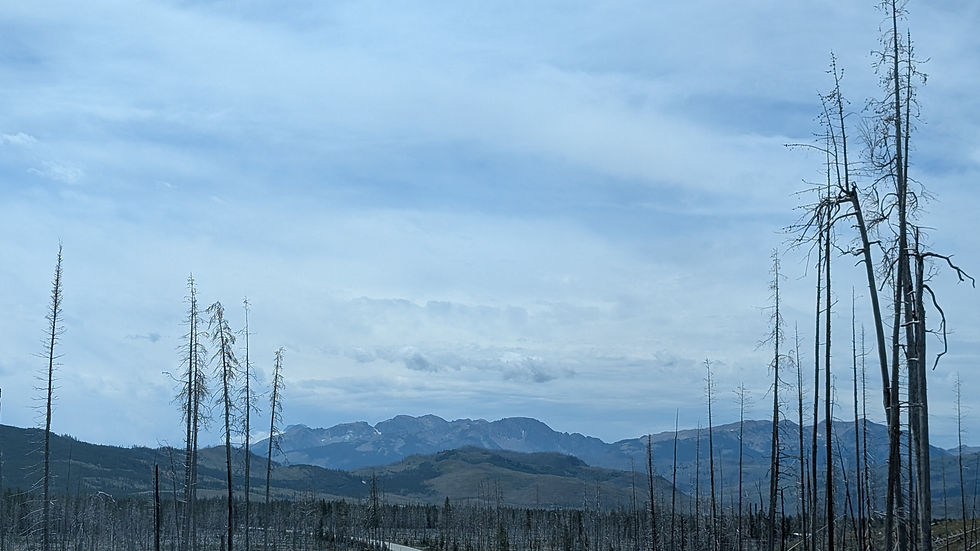 burnt trees near south entrance
