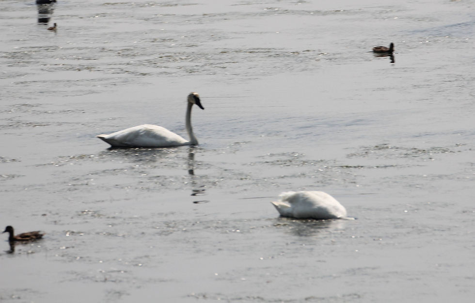Swans