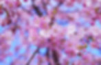 cherry-blossom-e1485856509786.jpg