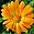 Calendula flower 2019_edited.jpg