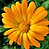 Calendula flower 2019_edited.jpg