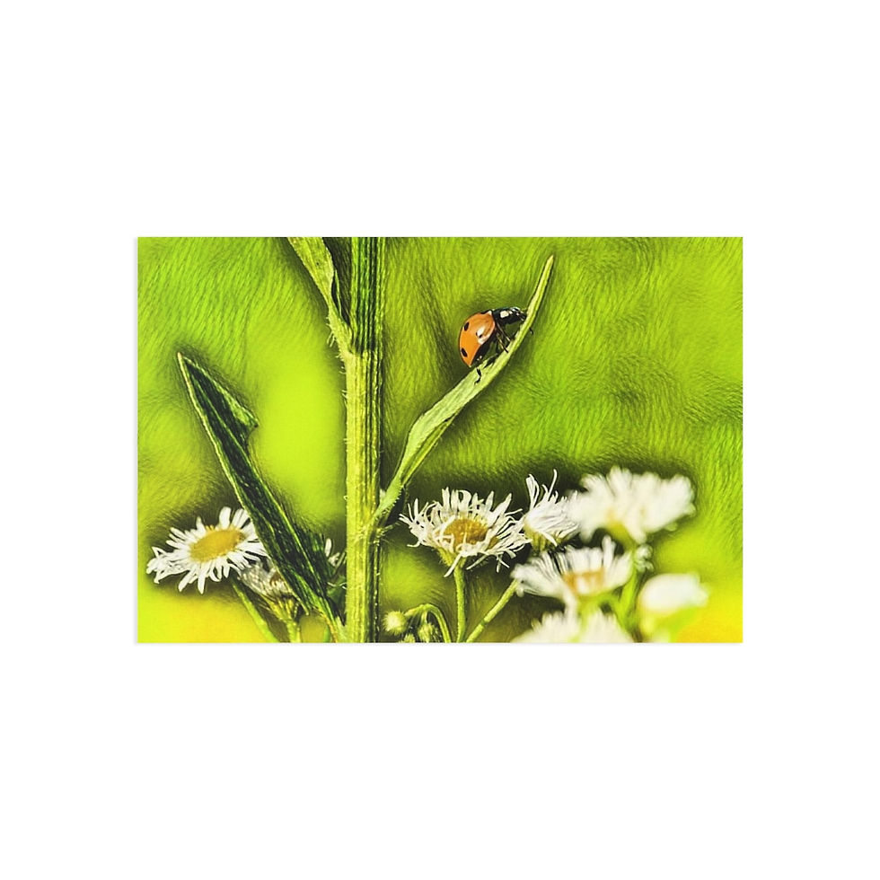 Thumbnail: Lady Bug Fine Art Postcards