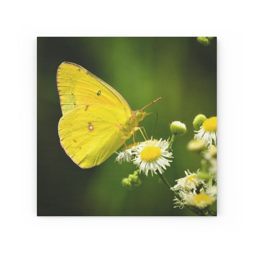 Thumbnail: Clouded Sulphur Butterfly Wood Canvas