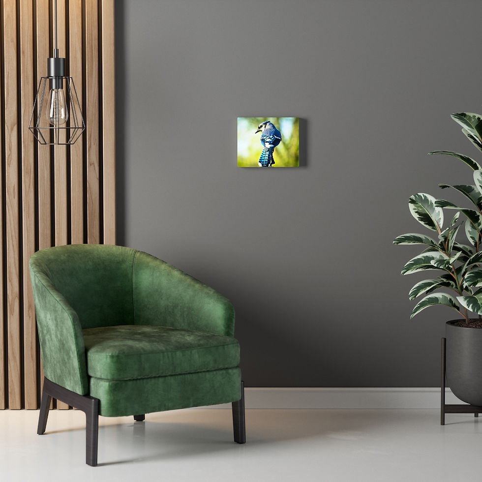 Thumbnail: Perched Blue Jay Canvas Gallery Wraps