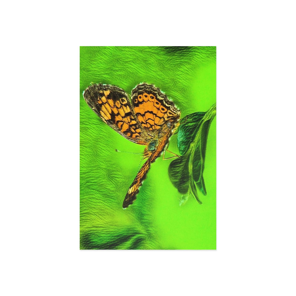 Thumbnail: Butterfly Fine Art Postcards