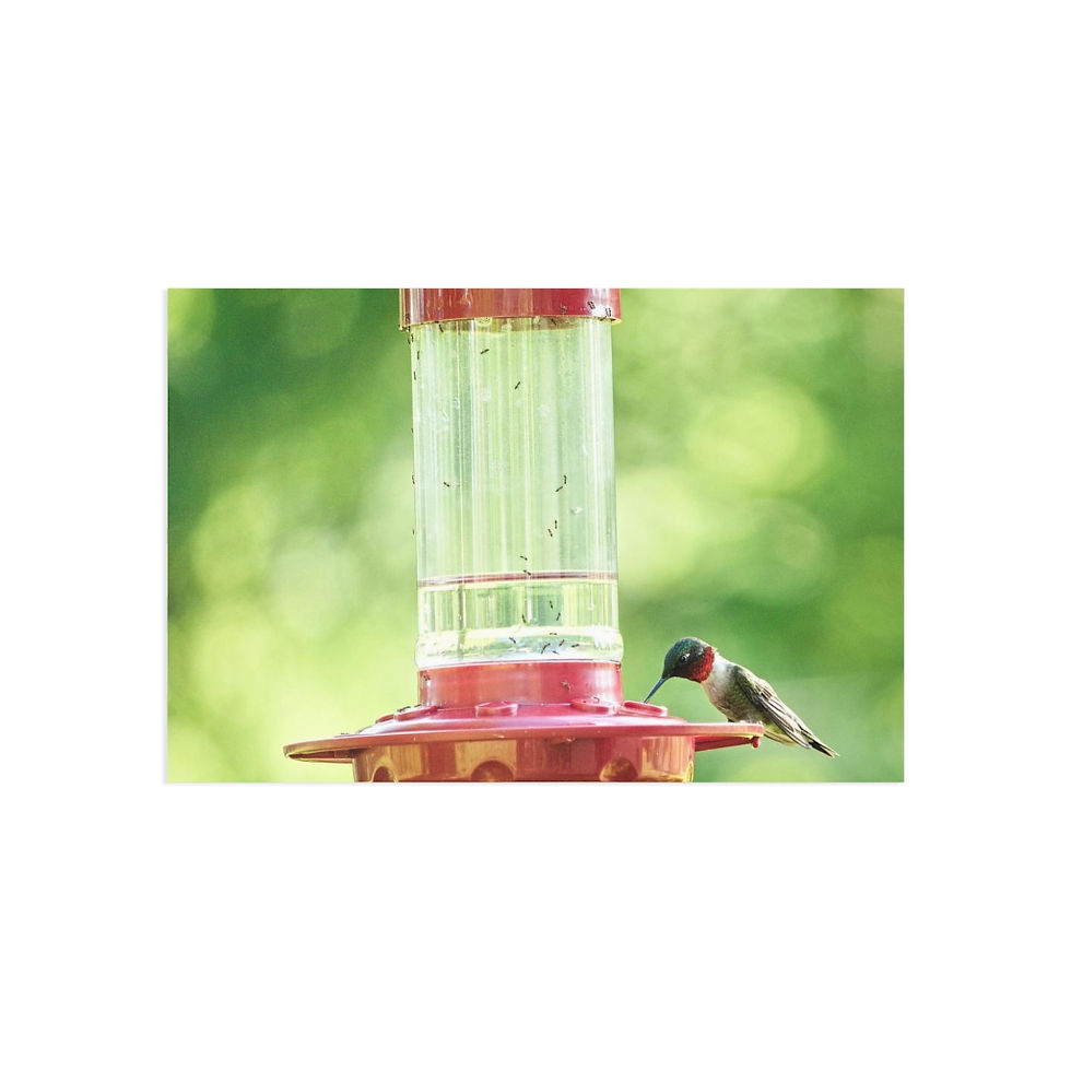 Thumbnail: Hummingbird Fine Art Postcards