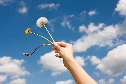 Dandelions