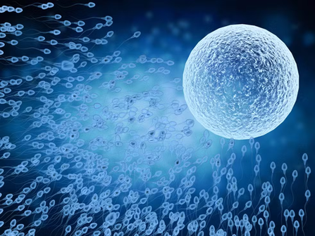 Perigo invisível: ultraprocessados prejudicam coração e fertilidade mesmo em doses 'normais', alerta estudo.